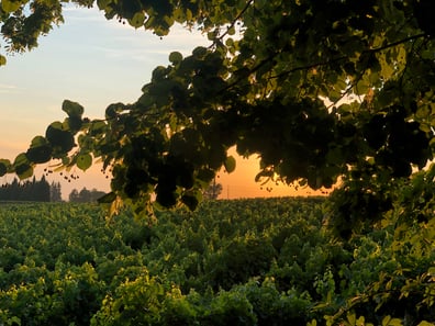 Saint-Pantaléon-les-Vignes - 1 of 1 (3)